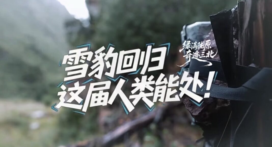 Green-Covered Longyuan · Miracle of the Three-North | Snow Leopards Return: Humans Got This!