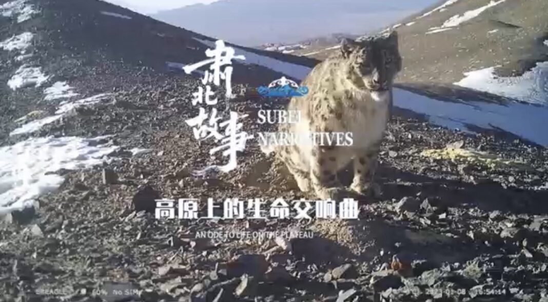 Subei Narratives: An Ode to Life on the Plateau