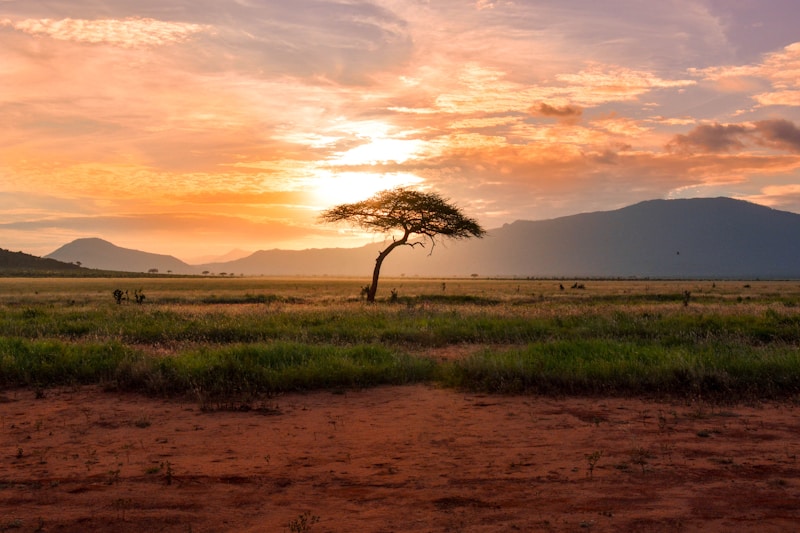 Kenya Savanna Landscape