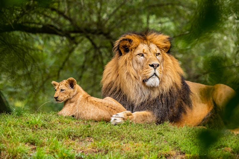 Lions in Kenya